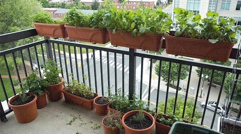 Como ter uma horta em apartamento?